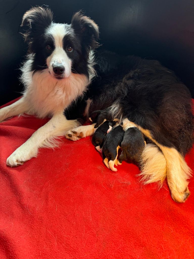 chiot Border Collie De Gerricop's