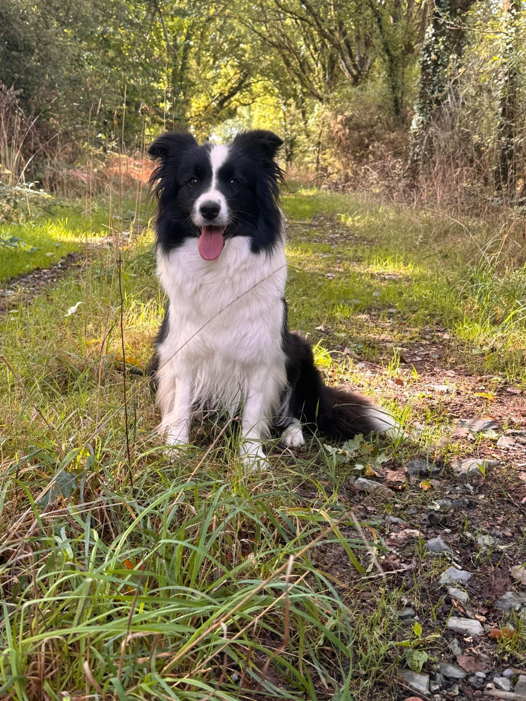 Baby doll unique mind fci