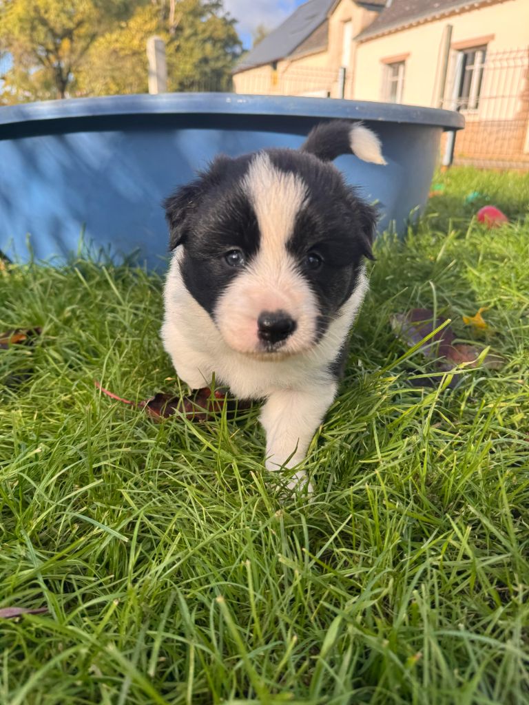 De Gerricop's - Chiots disponibles - Border Collie