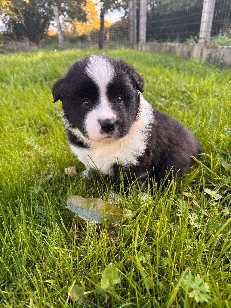 De Gerricop's - Chiots disponibles - Border Collie