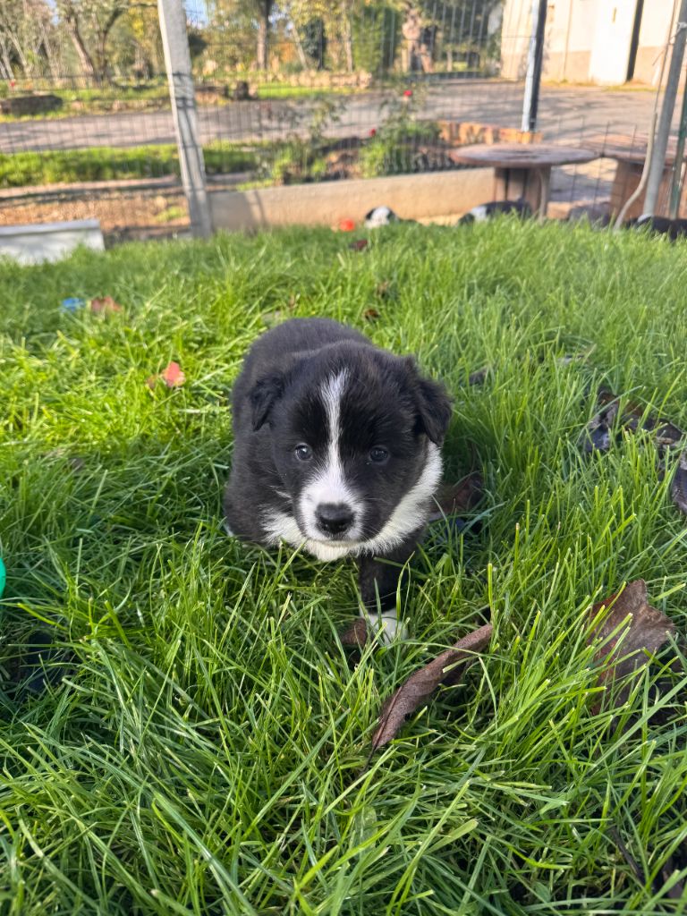 De Gerricop's - Chiots disponibles - Border Collie