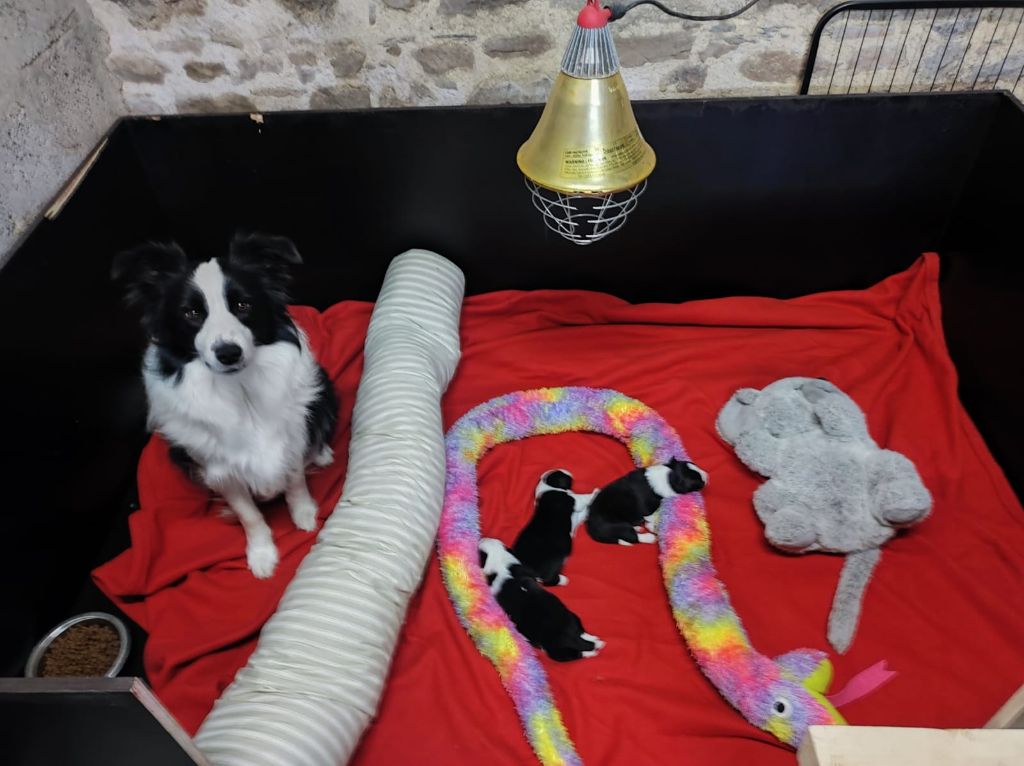 Chiot Border Collie De Gerricop's