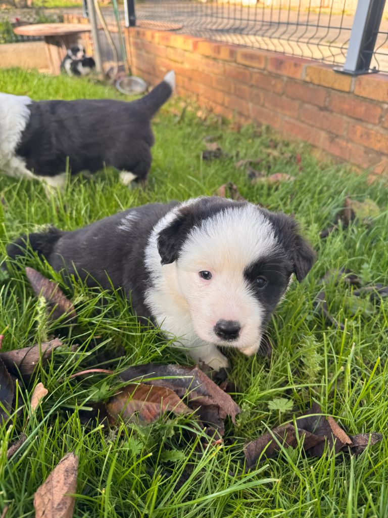 De Gerricop's - Chiots disponibles - Border Collie