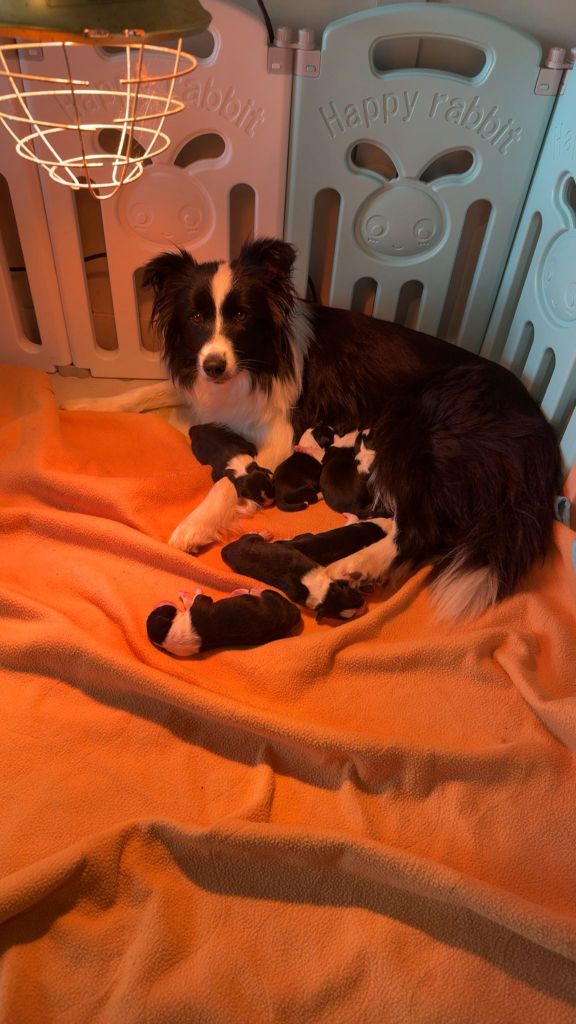 Chiot Border Collie De Gerricop's